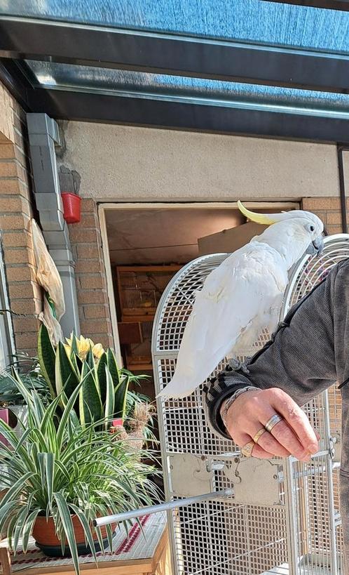 Tamme treton grote geelkuif kakatoe man 9 jaar oud, Dieren en Toebehoren, Vogels | Parkieten en Papegaaien