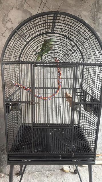 groot alexander parkiet met groot kooi beschikbaar voor biedingen