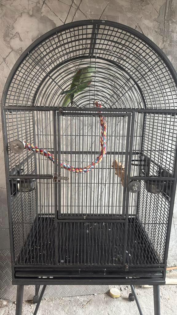 groot alexander parkiet met groot kooi, Dieren en Toebehoren, Vogels | Hokken en Kooien, Zo goed als nieuw, Ophalen of Verzenden