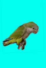 Muisparkieten, Dieren en Toebehoren, Vogels | Parkieten en Papegaaien, Geslacht onbekend, Geringd