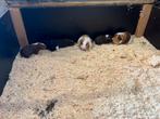 Mannelijke cavia’s te koop!, Dieren en Toebehoren, Cavia, Mannelijk, Januari, Tam