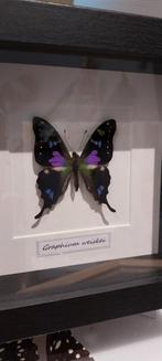 Çadre papillon mauve cabinet de curiosités, Collections, Collections Animaux, Autres types, Insecte, Enlèvement ou Envoi, Neuf