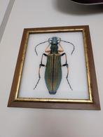 Cadre scarabée, Antiquités & Art, Enlèvement ou Envoi