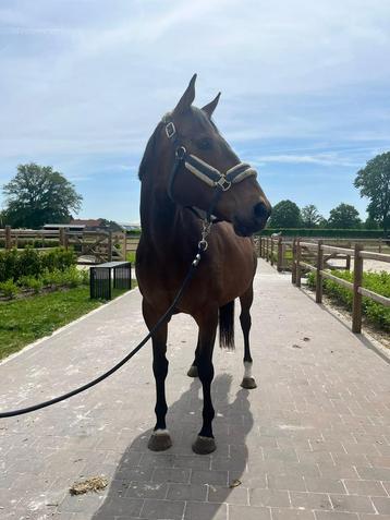 Superknappe draagmerrie, Dieren en Toebehoren, Paarden, Merrie, 160 tot 165 cm, 7 tot 10 jaar