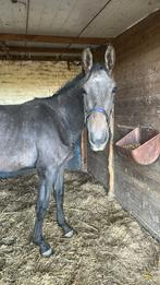 Bwp hengst, Animaux & Accessoires, Chevaux, Avec pedigree, 160 à 165 cm, Étalon, 0 à 2 ans