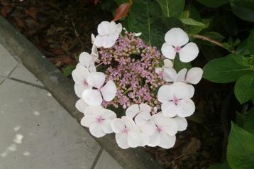 hortensia blanc centre rose hauteur +- 70 cm 20 € (reste 1) 