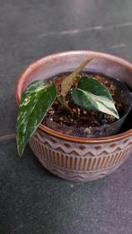 Epipremnum albo variegata, Maison & Meubles, Plantes d'intérieur, Enlèvement ou Envoi