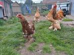 Brahma, Dieren en Toebehoren