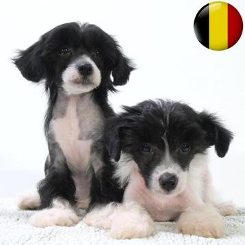 Chinese Crested & Powderpuff - chiots Belges à vendre disponible aux enchères