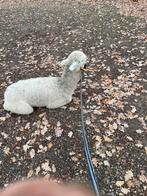 Alpaca veulen - hengst, Dieren en Toebehoren, Augustus, Mannelijk