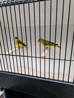 Yarrelsijs, Dieren en Toebehoren, Vogels | Overige Vogels, Meerdere dieren, Tropenvogel, Geringd