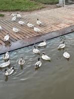 Wintertaling baikal, Dieren en Toebehoren, Pluimvee, Meerdere dieren, Eend