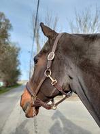 Recreatief paard te koop, Dieren en Toebehoren, Gechipt, Ruin, Niet van toepassing, 160 tot 165 cm