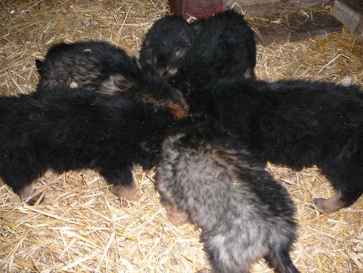 Prachtige pups Langharige Duitse Herder, Animaux & Accessoires, Chiens | Bergers & Bouviers, Plusieurs animaux, Berger, Éleveur | Loisir