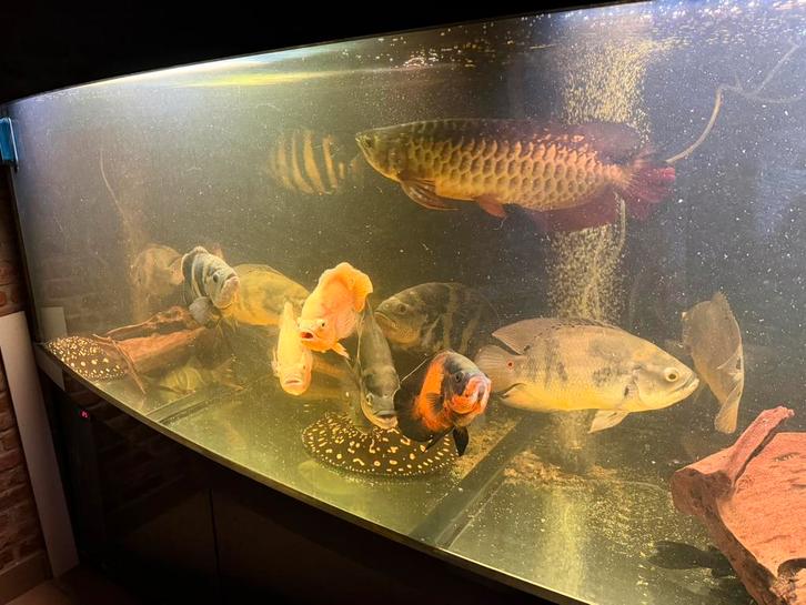 pauwoog cichlide / oscar, Dieren en Toebehoren, Vissen | Aquariumvissen, Zoetwatervis, Vis