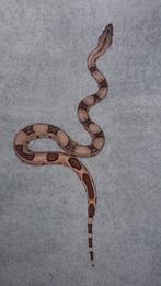 Boa Constrictor 0.1 Hypo Jungle, Dieren en Toebehoren, Slang, Tam, 0 tot 2 jaar