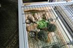 cavia, Dieren en Toebehoren, Knaagdieren, Cavia, Januari, Meerdere dieren, Tam