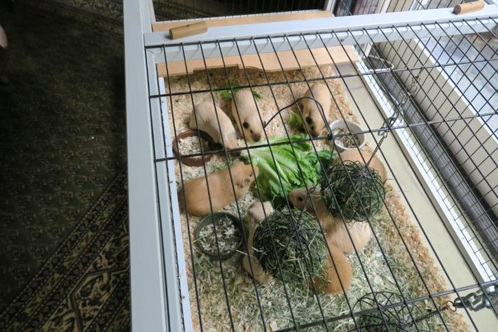 cavia, Dieren en Toebehoren, Knaagdieren, Meerdere dieren, Cavia, Januari, Tam