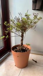 Serissa foetida, ook wel Sneeuwroos, Tuin en Terras, Planten | Tuinplanten, Ophalen