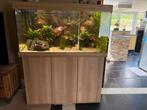 Perfect draaiende aquarium met alles erop en eraan, Ophalen, Zo goed als nieuw