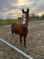 Jonge pony hengst, Dieren en Toebehoren, Pony's, Met stamboom, Hengst, 3 tot 6 jaar, Onbeleerd