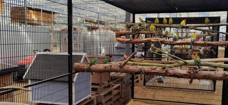 VOLIERE NIEUW, Animaux & Accessoires, Oiseaux | Cages & Volières, Enlèvement ou Envoi