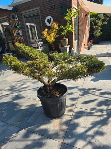 Juniperus Tuinbonsai/vormsnoei 2, Ophalen