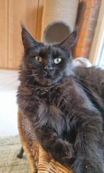 Herplaatser : prachtige  dame Maine Coon (2,2 jaar), Dieren en Toebehoren, Katten en Kittens | Raskatten | Langhaar, Gechipt, 0 tot 2 jaar