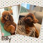 Toypoedel ter dekking aangeboden! NIET TE KOOP!, België, Fokker | Hobbymatig, Reu, 1 tot 2 jaar