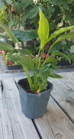 lepelplant, Huis en Inrichting, Kamerplanten, Ophalen of Verzenden