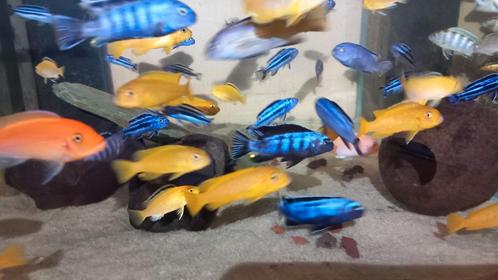 Malawi cichliden, Dieren en Toebehoren, Vissen | Aquariumvissen