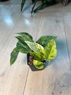 Epipremnum Snow Queen Variegata, Huis en Inrichting, Kamerplanten, Ophalen of Verzenden