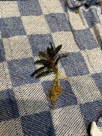 Bucephalandra 'Mini Catherinae' beschikbaar voor biedingen
