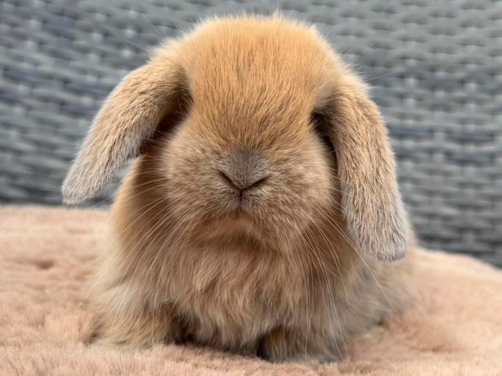 Lief & jong baby Hangoordwerg konijntje rammetje, Dieren en Toebehoren, Konijnen, Dwerg, Mannelijk, 0 tot 2 jaar, Hangoor