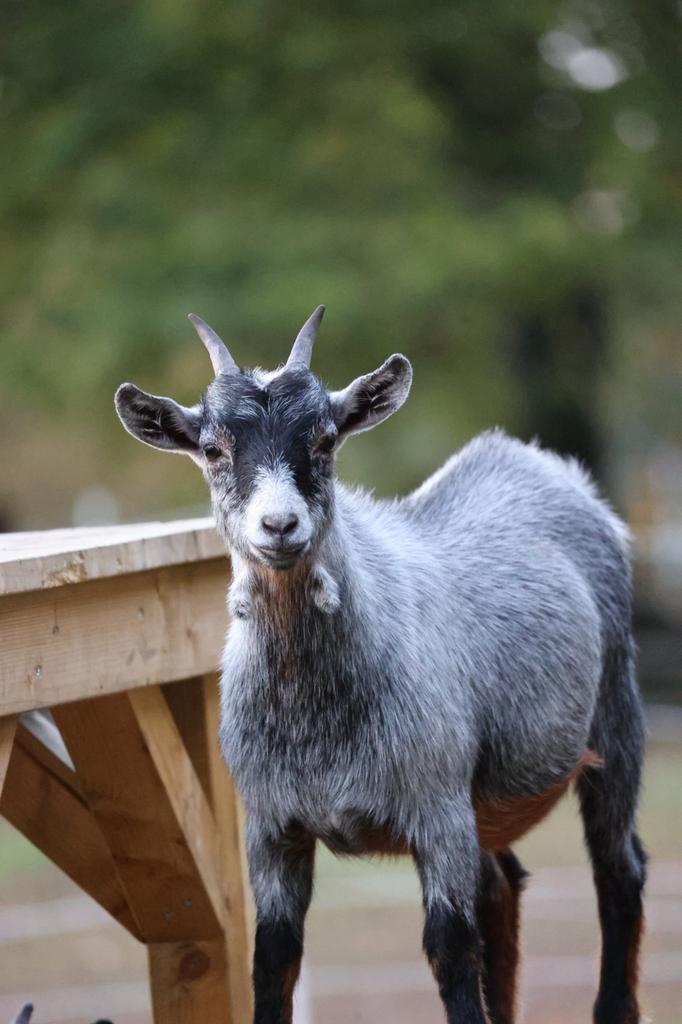 Dwerggeiten, Dieren en Toebehoren, Schapen, Geiten en Varkens