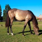 hengsten jaarling, Dieren en Toebehoren, Paarden, Springpaard, Gechipt, Niet van toepassing, 0 tot 2 jaar