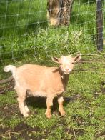 Kemmel bedje te koop, Dieren en Toebehoren, Schapen, Geiten en Varkens