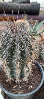 planten, Tuin en Terras, Ophalen of Verzenden, Vaste plant, Overige soorten, Volle zon