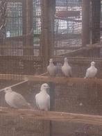Lachduiven in verschillende kleuren: wit, grijs, ..., Dieren en Toebehoren, Meerdere dieren, Tortelduif