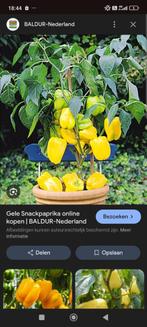 Gele paprika  gezocht in de buurt van lier, Ophalen of Verzenden