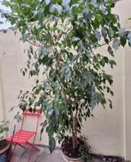 Ficus benjaminus, Huis en Inrichting, Kamerplanten, Ophalen, Ficus, 200 cm of meer