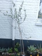 Olea europaea 'Pendolino', Ophalen, Olijfboom