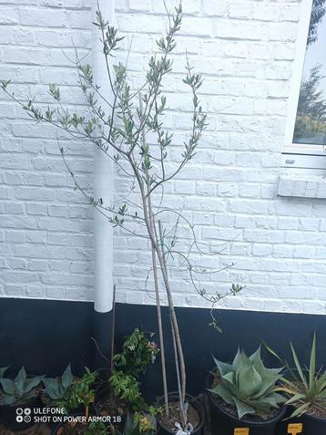Olea europaea 'Pendolino'  beschikbaar voor biedingen