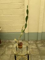 Cactus, Huis en Inrichting, Kamerplanten, Ophalen, Cactus
