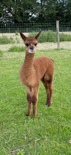 3 lieve Alpaca merries met stamboom wegens verhuizing. !, Juni, Meerdere dieren