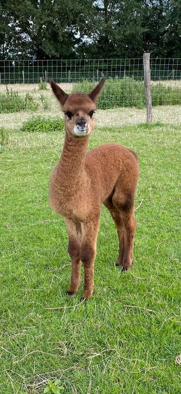 3 lieve Alpaca merries met stamboom wegens verhuizing. ! beschikbaar voor biedingen