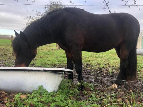 Prachtige Connemara hengst, Dieren en Toebehoren, Pony's, Hengst, Ontwormd