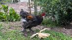 Jonge brahma hanen, Dieren en Toebehoren