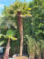 Chamaerops humilis, hauteur du tronc de 3m20, Jardin & Terrasse, Enlèvement ou Envoi