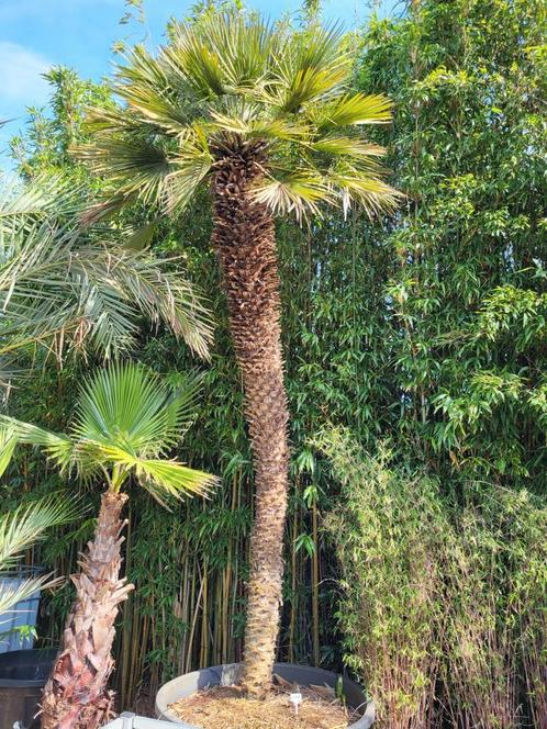 Chamaerops humilis, hauteur du tronc de 3m20, Jardin & Terrasse, Plantes | Arbres, Enlèvement ou Envoi